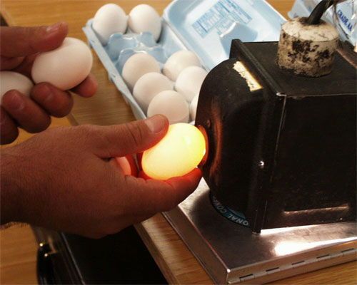 Chọn trứng ngon bằng cách chiếu đèn.