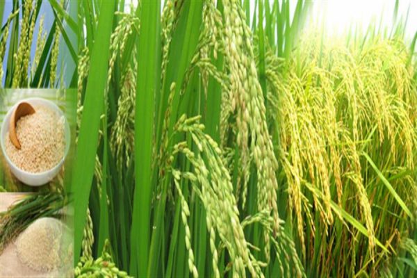 Lúa là nguyên liệu chính để chế biến nấu rượu