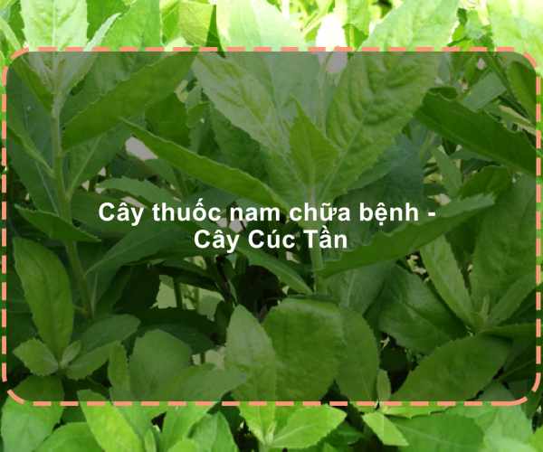 Bạn có thể mua lá cúc tần ở đâu?
