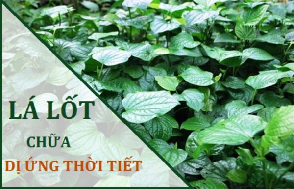 Chữa dị ứng da bằng lá lốt do thời tiết