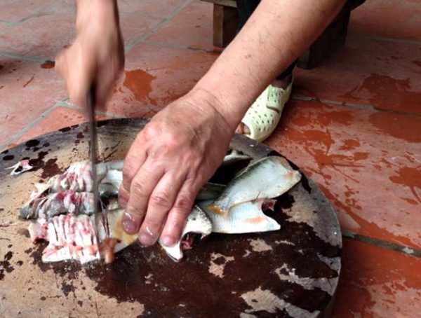 Sơ chế phần cá mòi