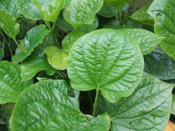 Lá lốt giúp chữa bệnh đau bụng, đau răng