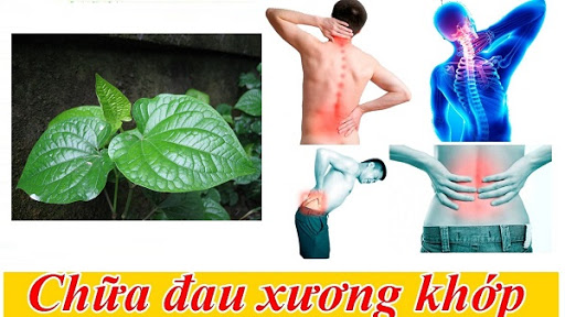 Bài thuốc từ lá lốt chữa bệnh đau nhức