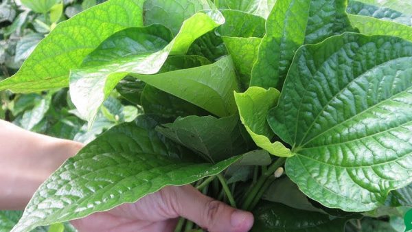 Lá lốt giúp giải độc do các con vật cắn
