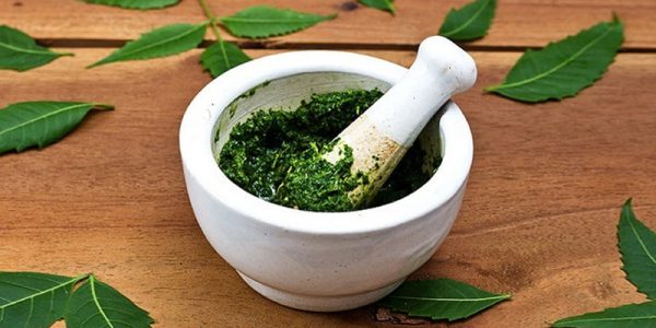 Lá lốt chữa mụn nước do thời tiết