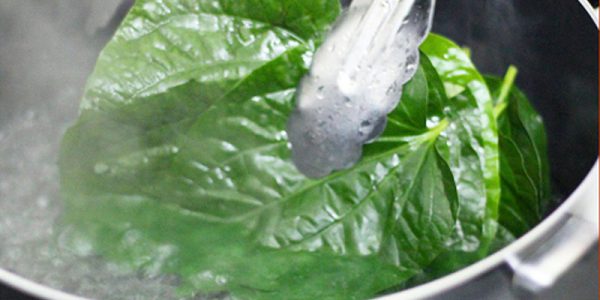 Lá lốt chữa ngứa ráp da