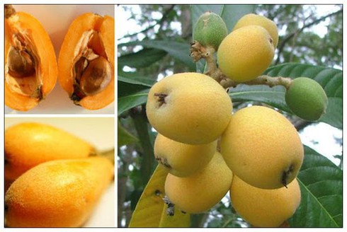 Nhót tây tác dụng bảo vệ niêm mạc đường hô hấp