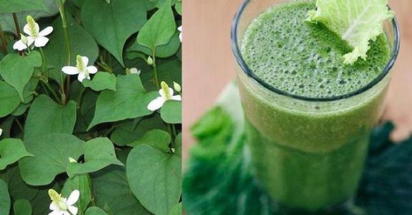 Nước rau diếp cá tốt cho phổi