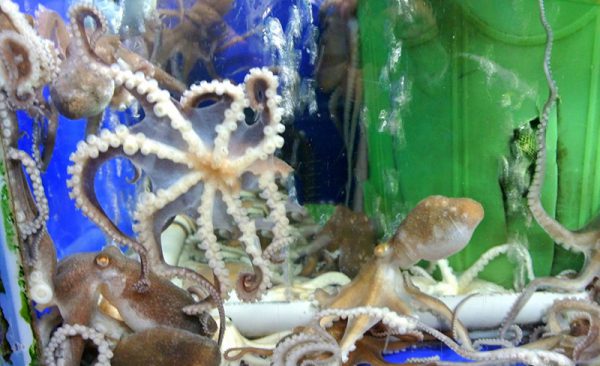 Nên chọn mua những con bạch tuộc còn sống di chuyển nhanh