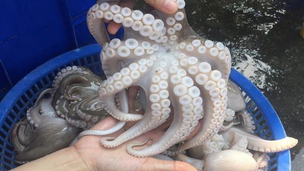 Bạch tuộc đông lạnh thì chọn các con có thớ thịt màu trắng sáng