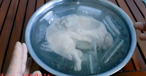 Vớt dạ dày cho vào thau nước đá