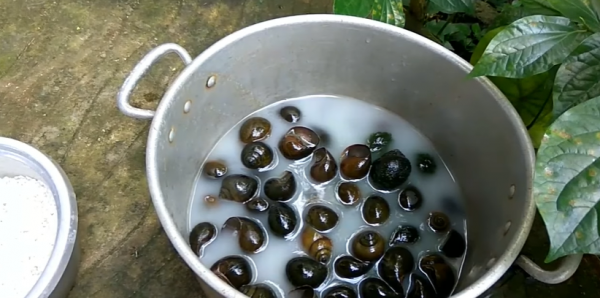Sơ chế ốc