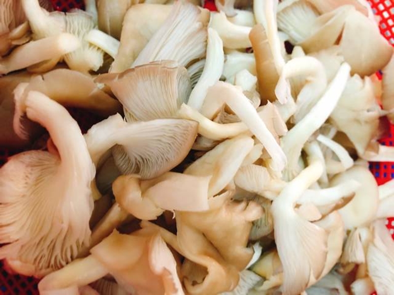 Sơ chế nấm bào ngư