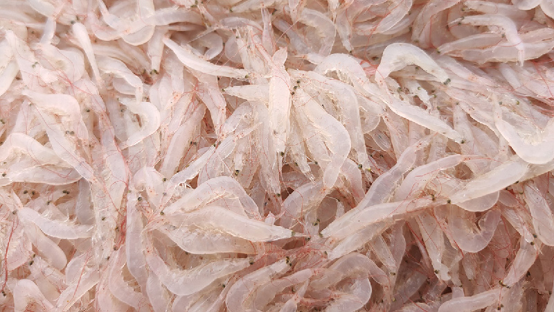Ruốc mua về rửa sạch