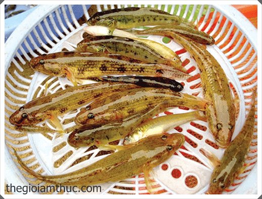 Cá bống - quà tặng của sông Trà